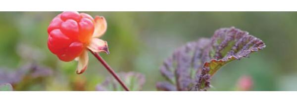 Beautifully Complex: Intensely Nourishing