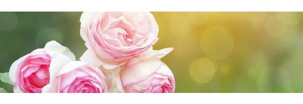 illuminating rose collagen renewal face serum