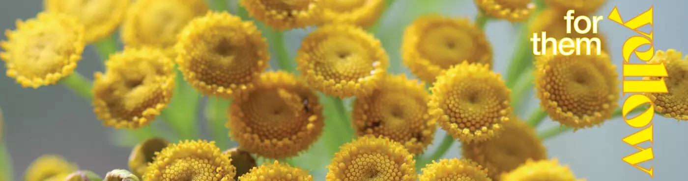 for yellow