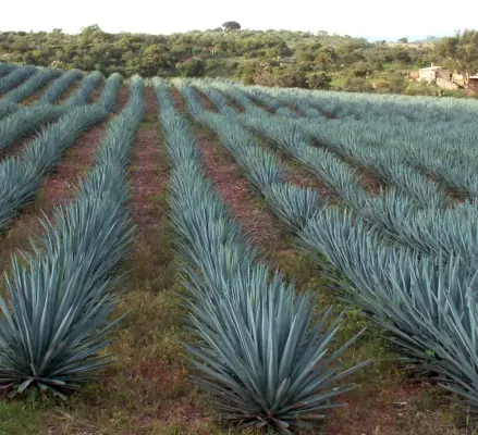 certified organic alcohol