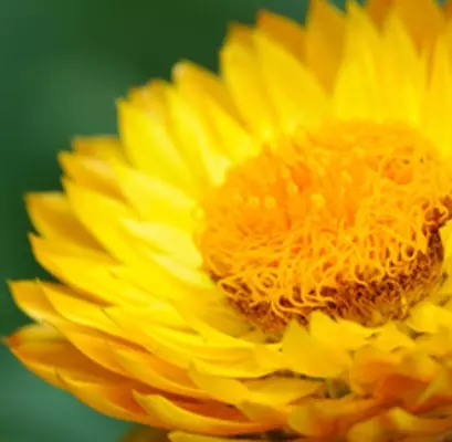 helichrysum oil
