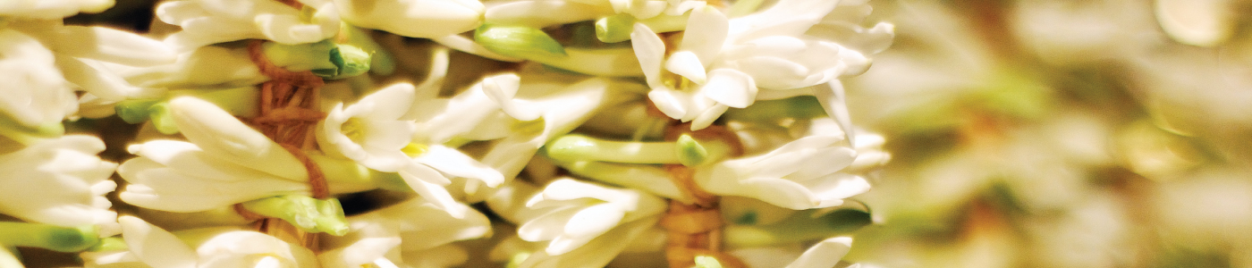 indian jasmine indian jasmine