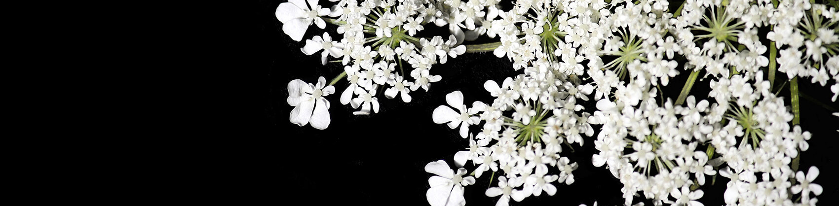 flowers hold life flowers hold life