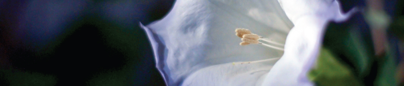 moonflower moonflower