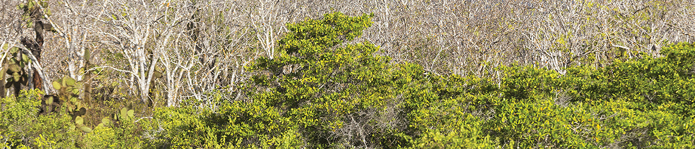 palo santo palo santo