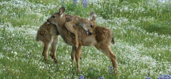 deer-love